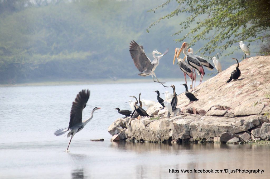 Sur Sarovar Bird Sanctuary, Agra